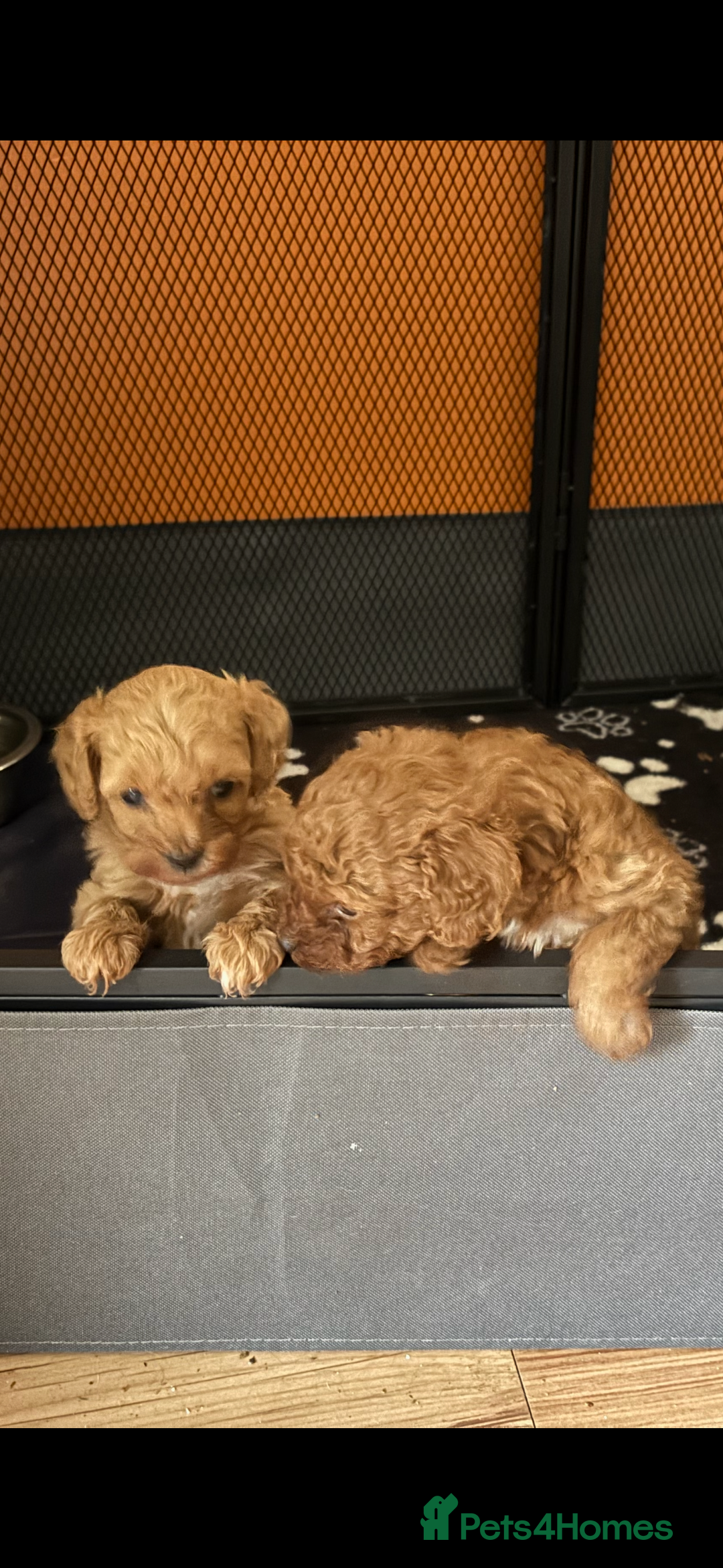 Cavapoo dogs for sale: Top quality F1b toy cavapoos  - Image 25