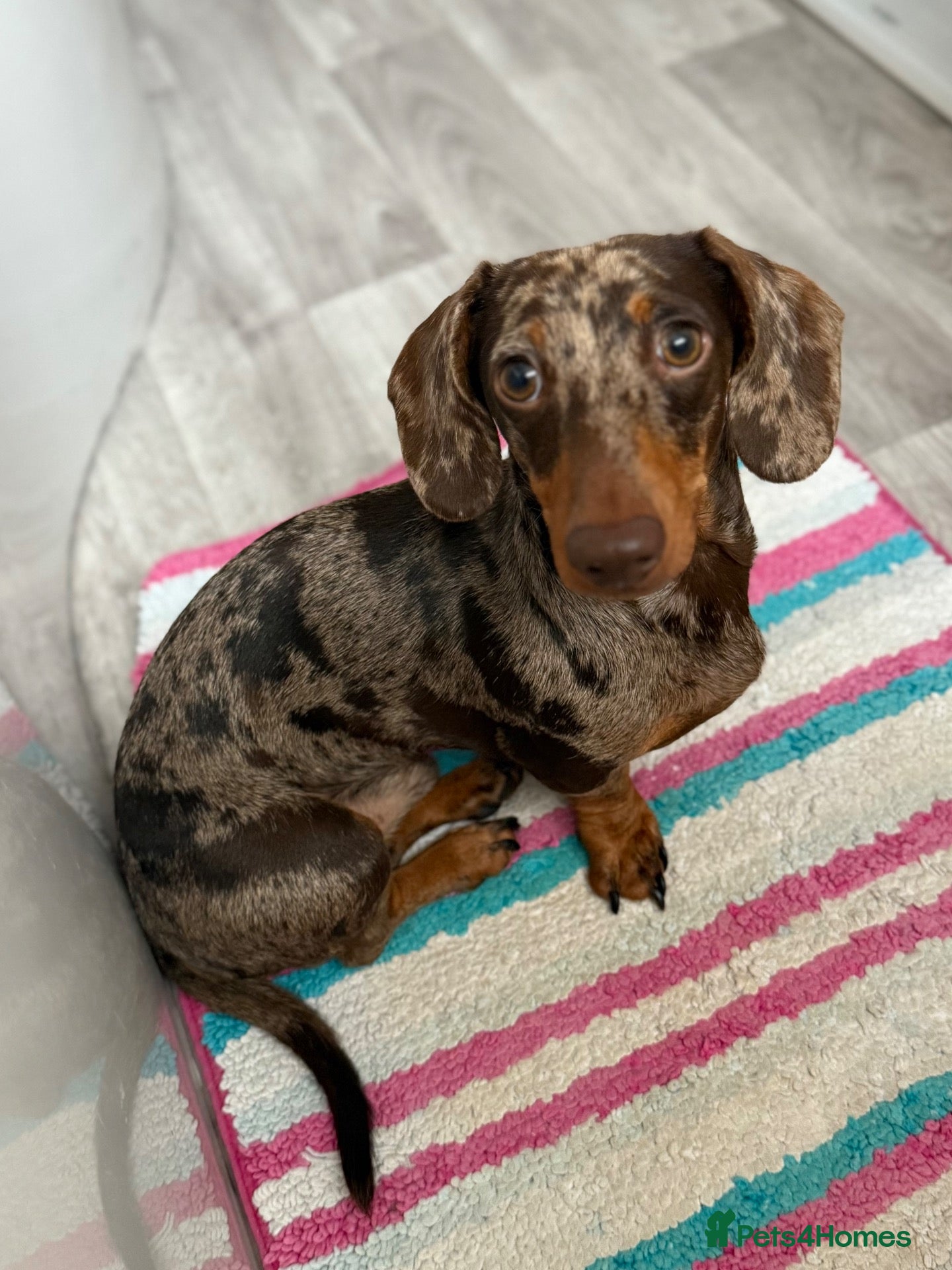 Miniature Dachshund dogs Miniature Dachshund for Stud - Advert 3