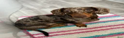 Miniature Dachshund dogs for stud: Miniature Dachshund for Stud - Advert 1