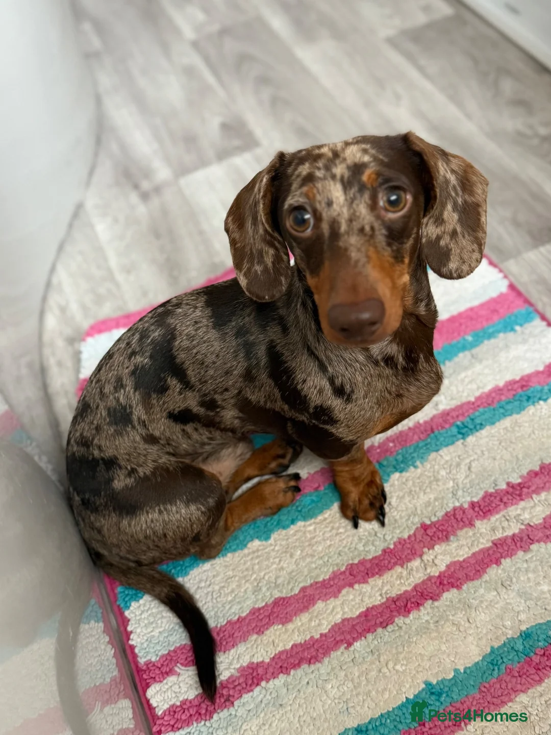 Miniature Dachshund dogs for stud: Miniature Dachshund for Stud - Advert 1
