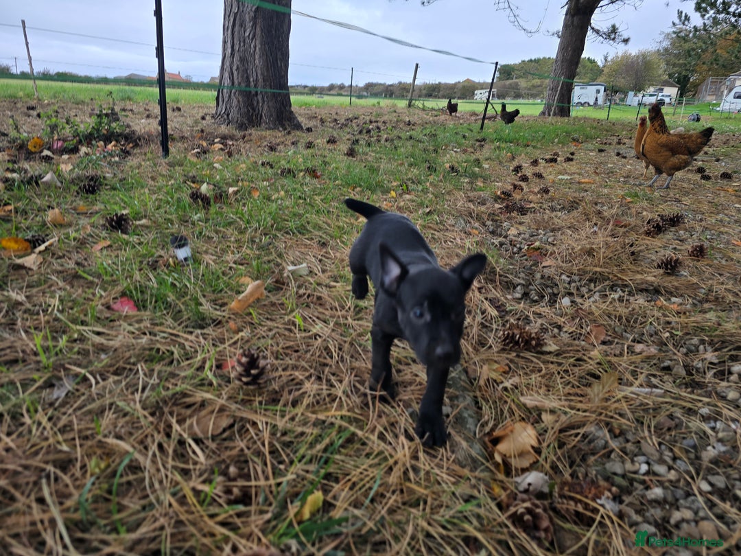 Patterdale Terrier dogs for sale: Quality patterdale terriers  - Image 3