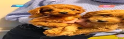 Cavapoo dogs for sale: 🩵🫧 4 Cavapoo Puppies 🫧🩵 - Advert 18