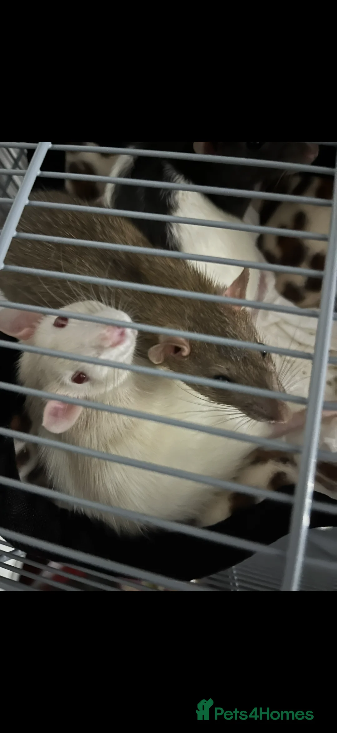 Rat rodents for sale: Albino white rat - Advert 2