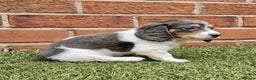 Miniature Dachshund dogs for stud: BLUE DAPPLE PIEBALD STUD CARRYING LONG HAIR CHOCO in Liverpool - Advert 27