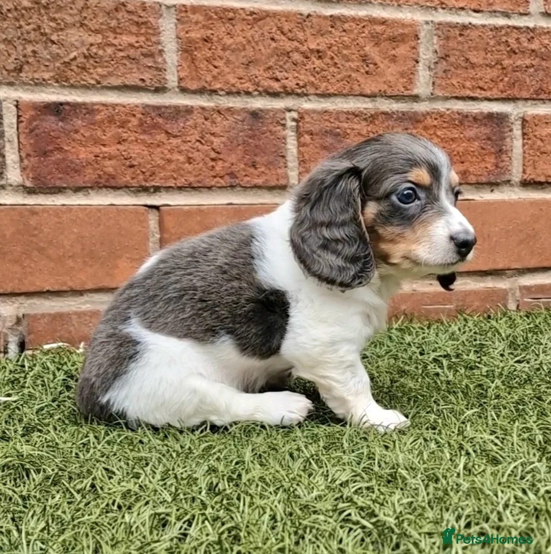 Miniature Dachshund dogs for stud: BLUE DAPPLE PIEBALD STUD CARRYING LONG HAIR CHOCO in Liverpool - Advert 27