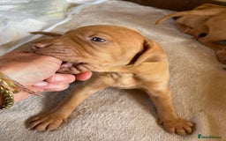 Hungarian Vizsla dogs for sale: Hungarian Vizsla puppies - Image 6