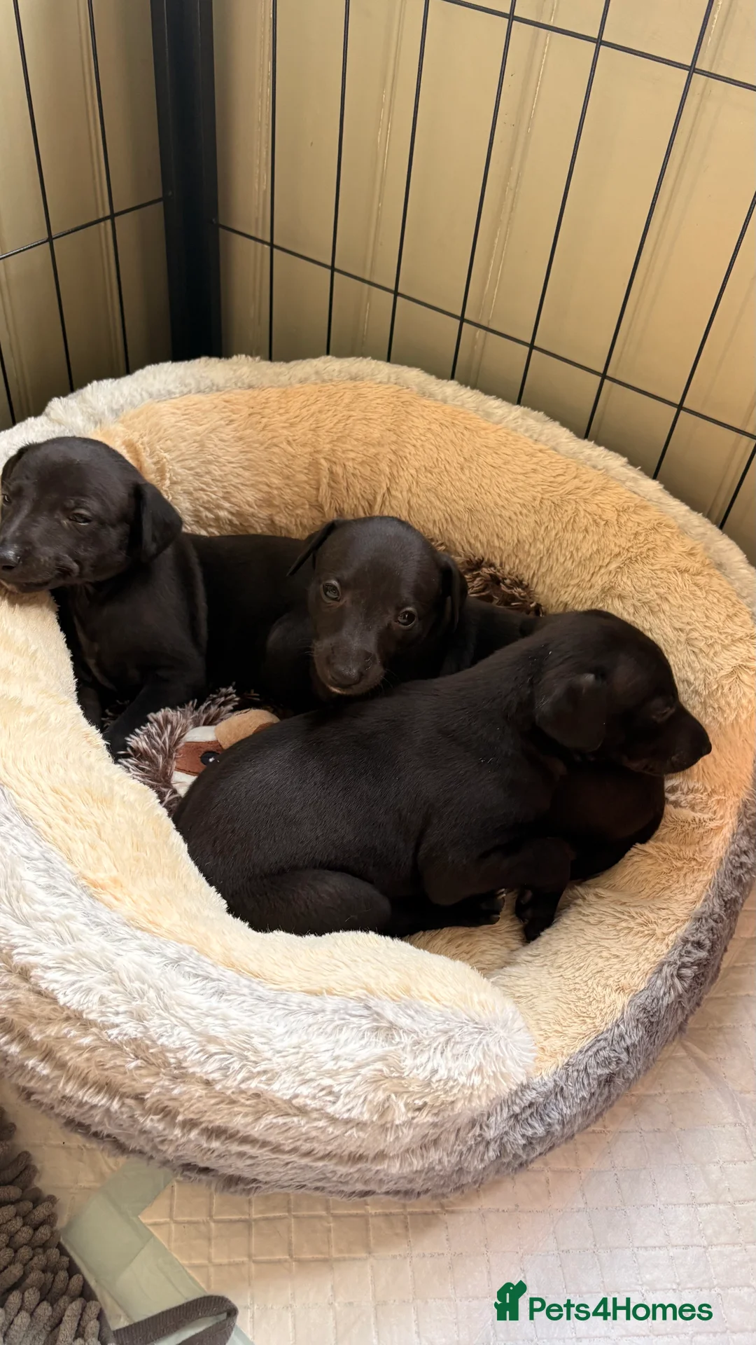 Whippet dogs for sale: KC whippet puppies - Advert 3