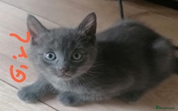 Mixed Breed cats for sale: Kittens - Image 6
