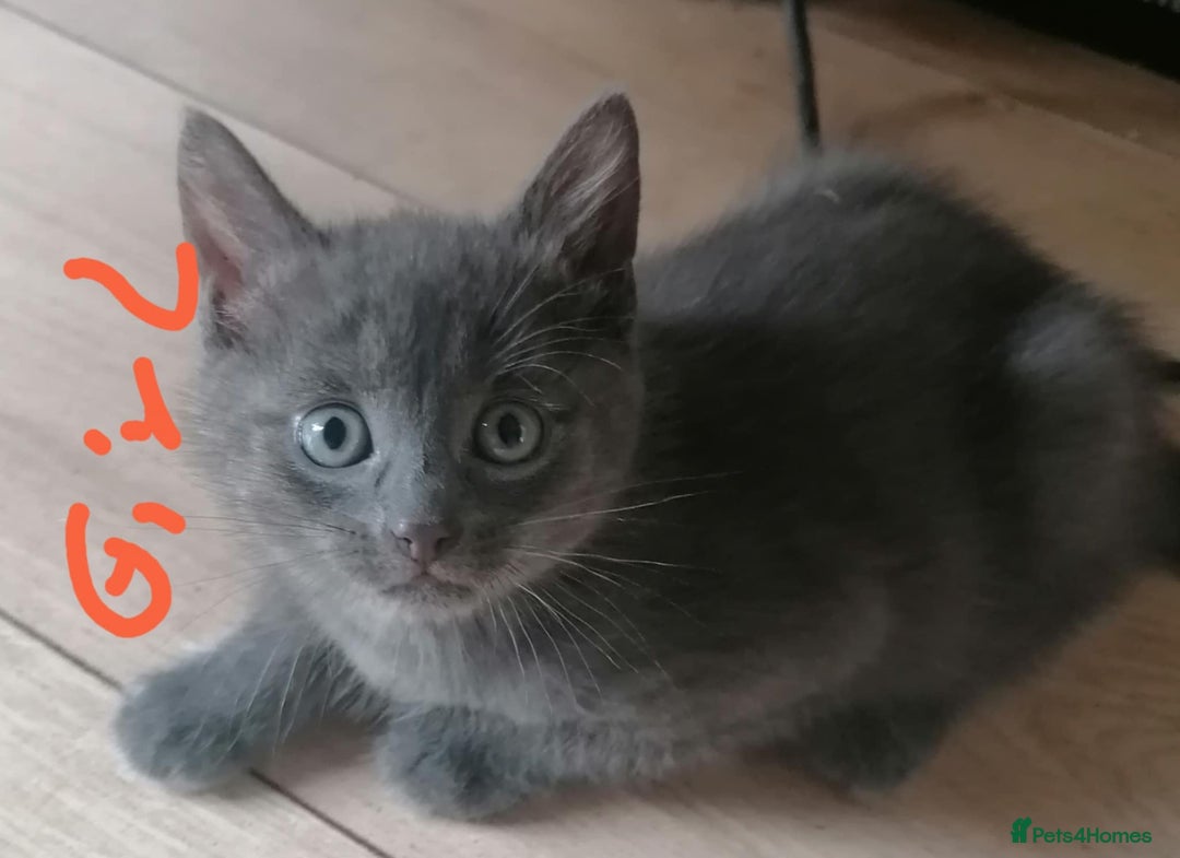 Mixed Breed cats for sale: Kittens - Image 6