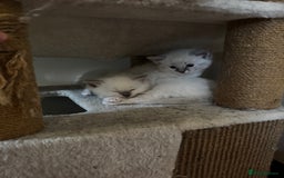 Ragdoll cats for sale: Adorable ragdoll kittens - Image 2