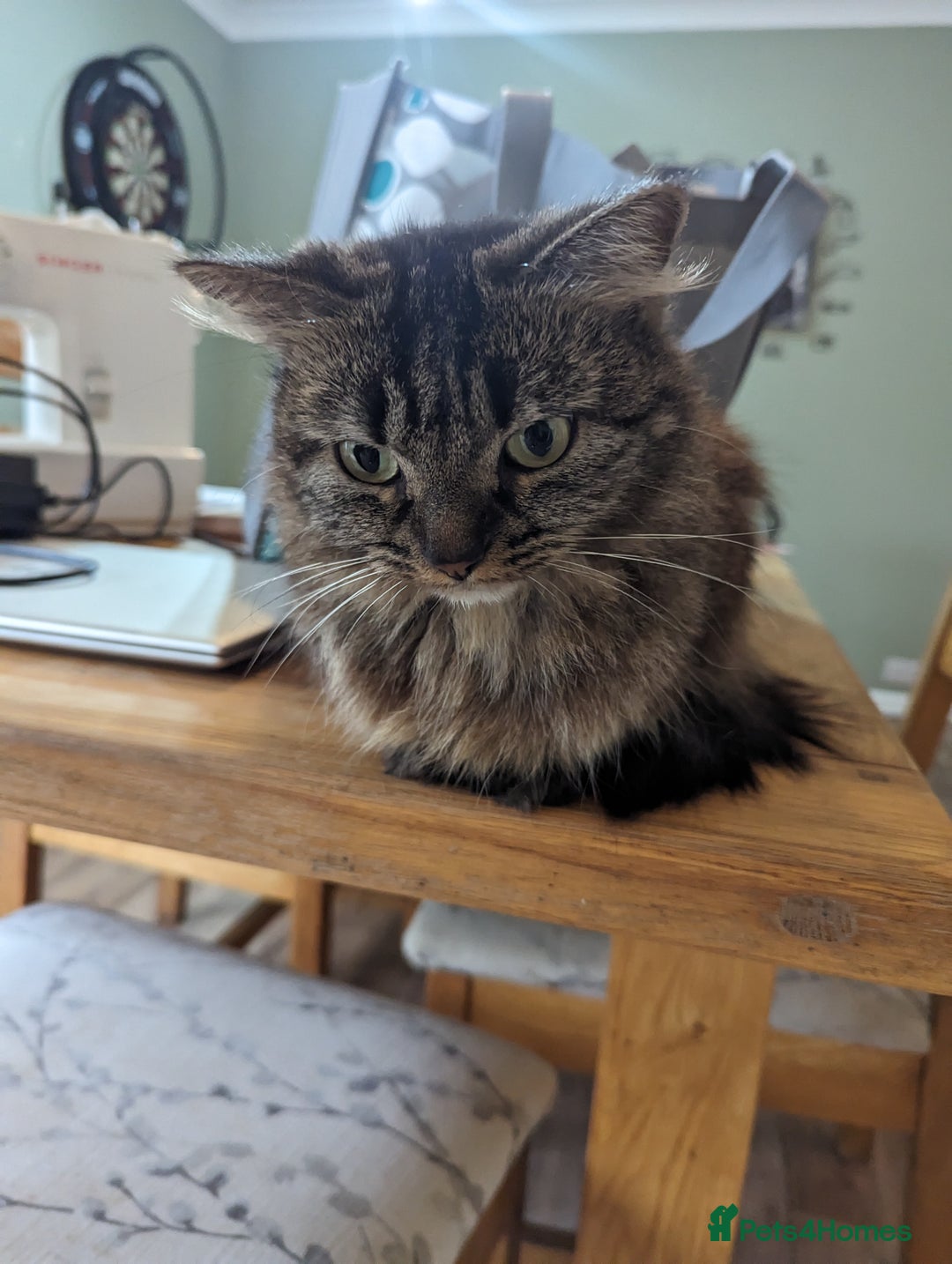 Domestic Shorthair cats for sale: Beautiful cats need rehoming  - Image 2
