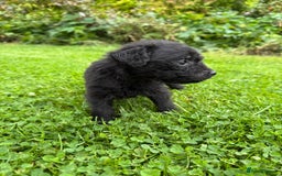 Patterdale Terrier dogs for sale: Patterdale Terrier Puppies - Image 6