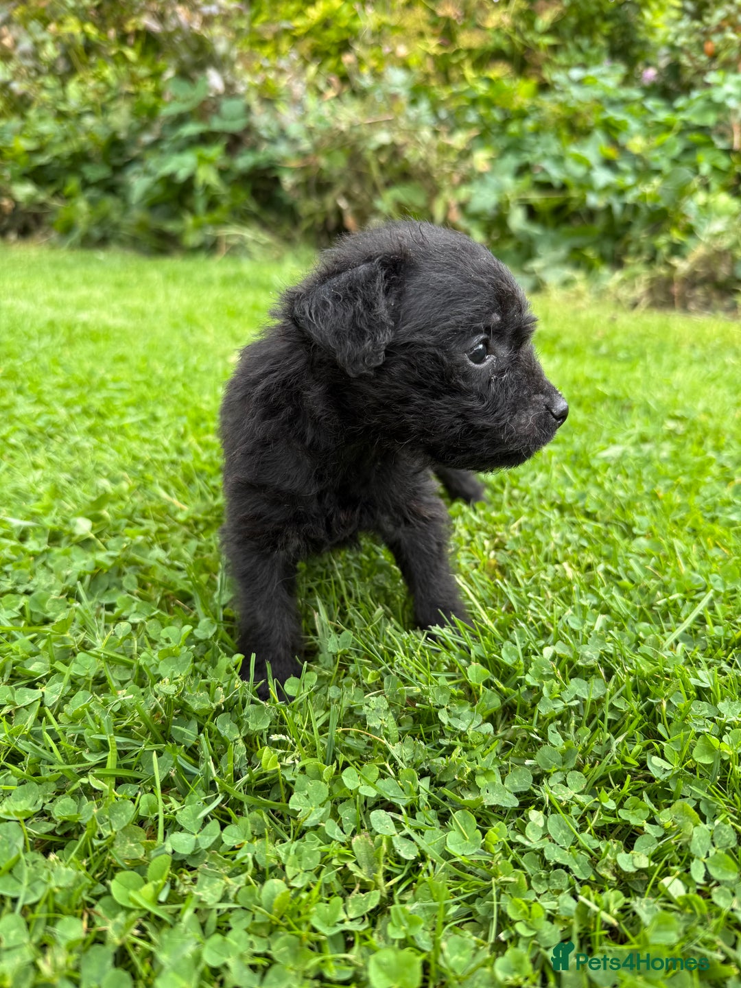 Patterdale Terrier dogs for sale: Patterdale Terrier Puppies - Image 6