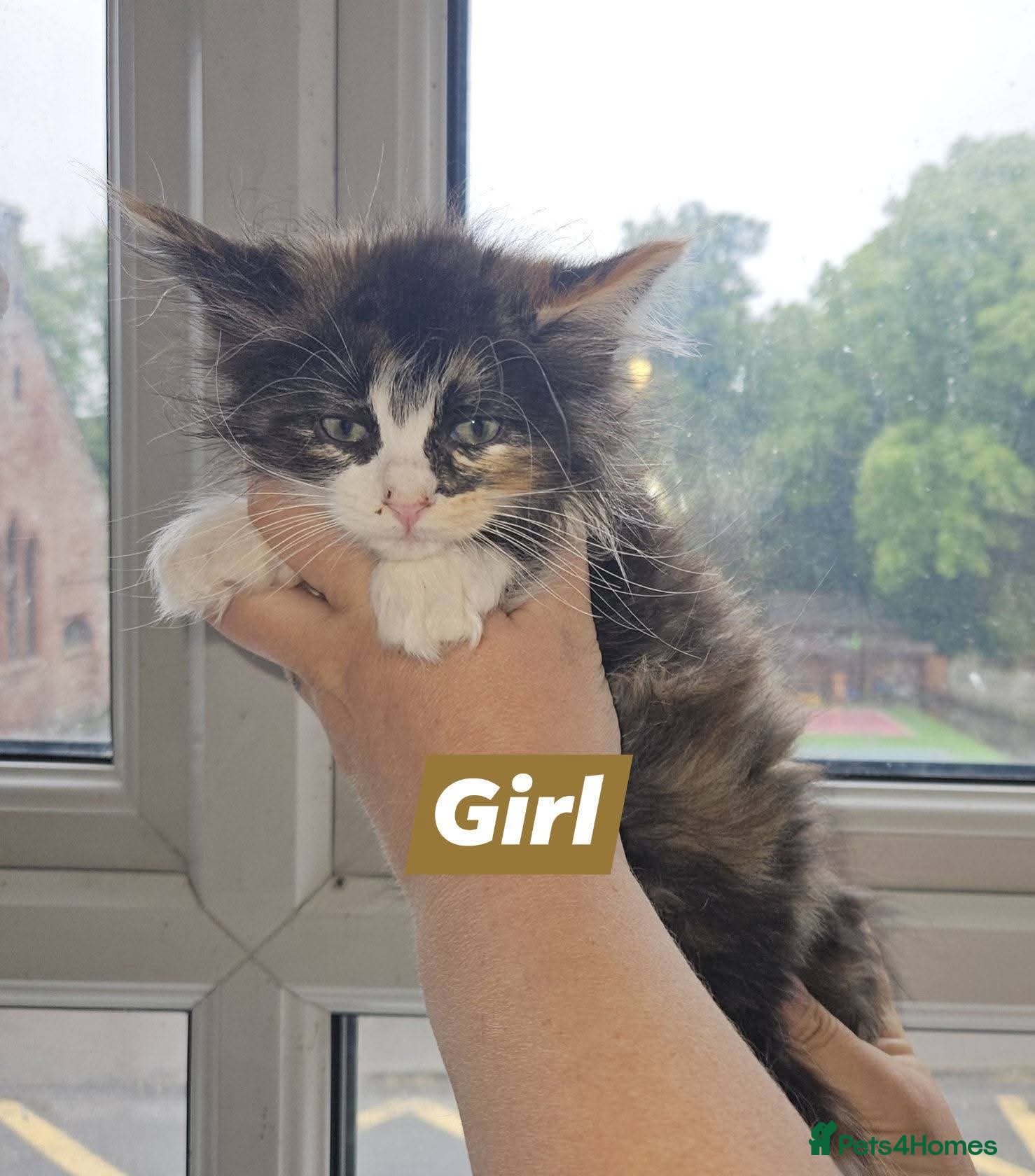Ragcoon cats for sale: Ragcoons *dna tested parents * - Advert 8