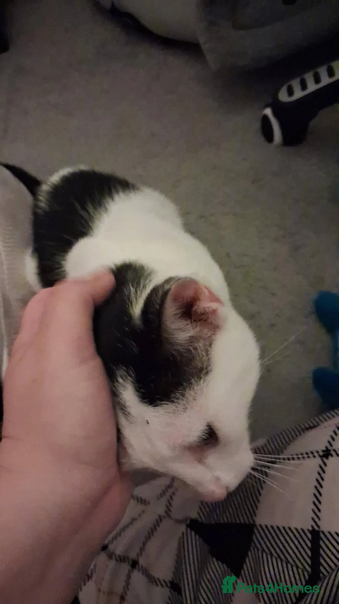 Mixed Breed cats for adoption: Anna for adoption - Advert 7