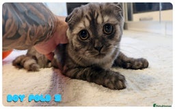 Scottish Fold cats for sale: Adorable scottish fold kittens - Image 23