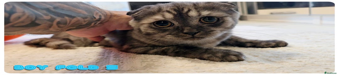 Scottish Fold Kitten 5
