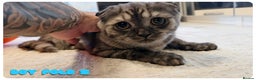 Scottish Fold cats for sale: Scottish fold - Advert 27