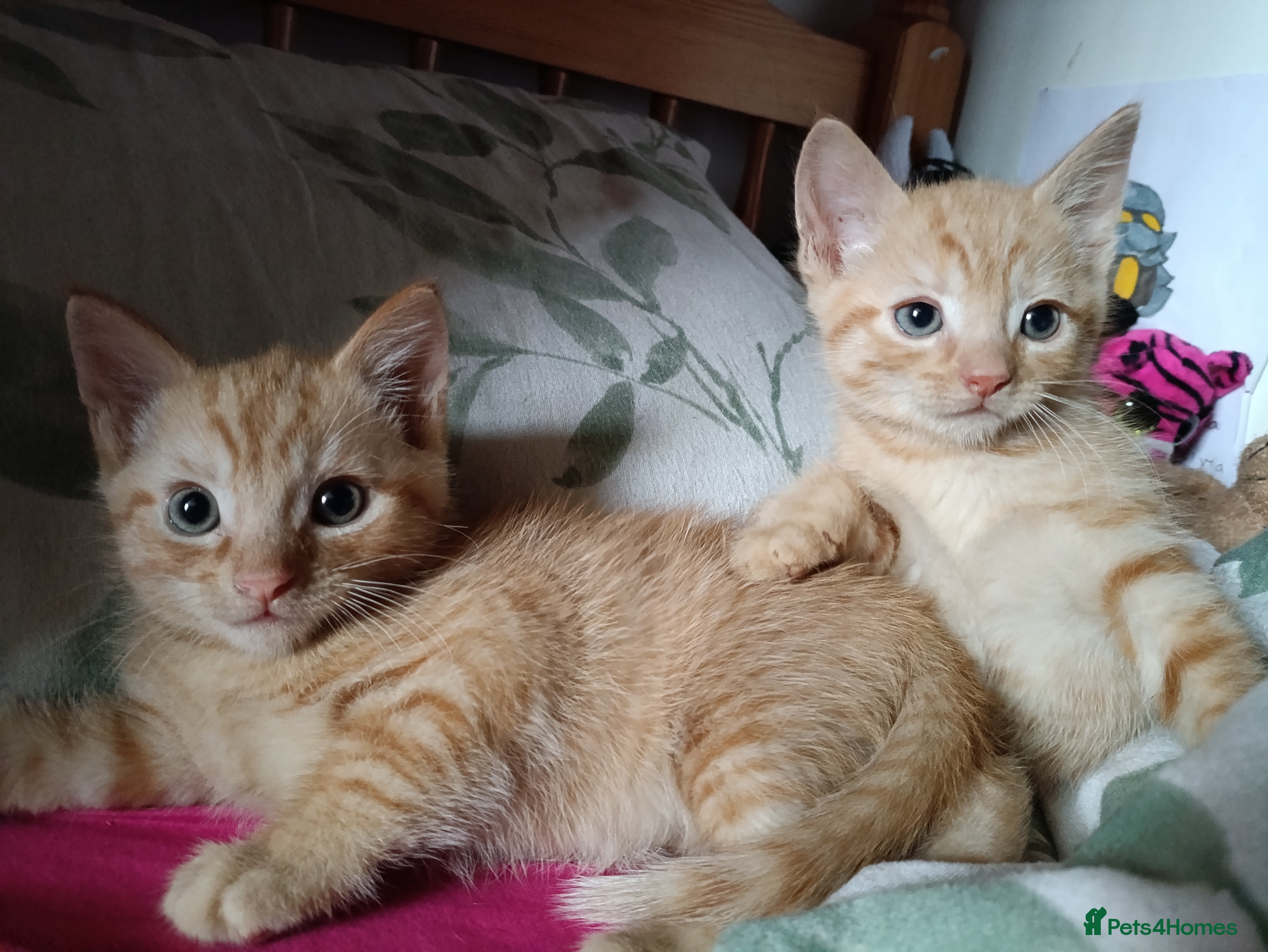 Mixed Breed cats Two Male Somali-Blend Kittens Looking for a Home - Advert 16