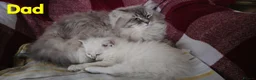 Siberian cats for sale: Beautiful Siberian Kittens - Advert 16