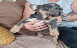 French Bulldog dogs for sale: 4 girl frenchie pups. Fluffy gene and roped nose  - Image 6