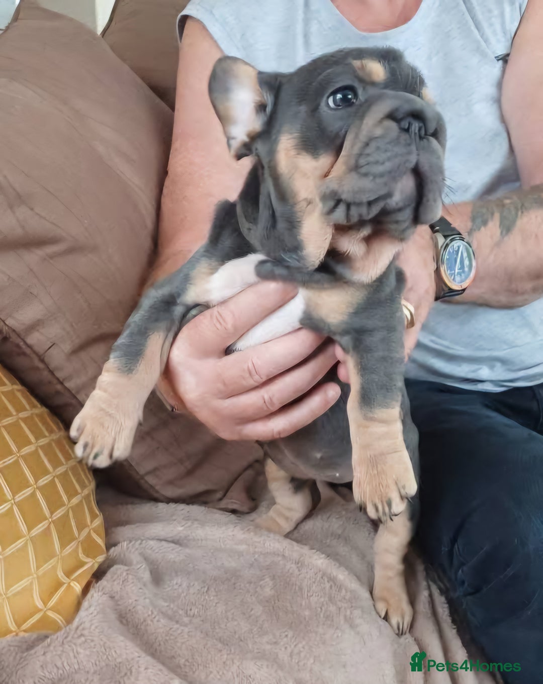 French Bulldog dogs for sale: 4 girl frenchie pups. Fluffy gene and roped nose  - Image 6