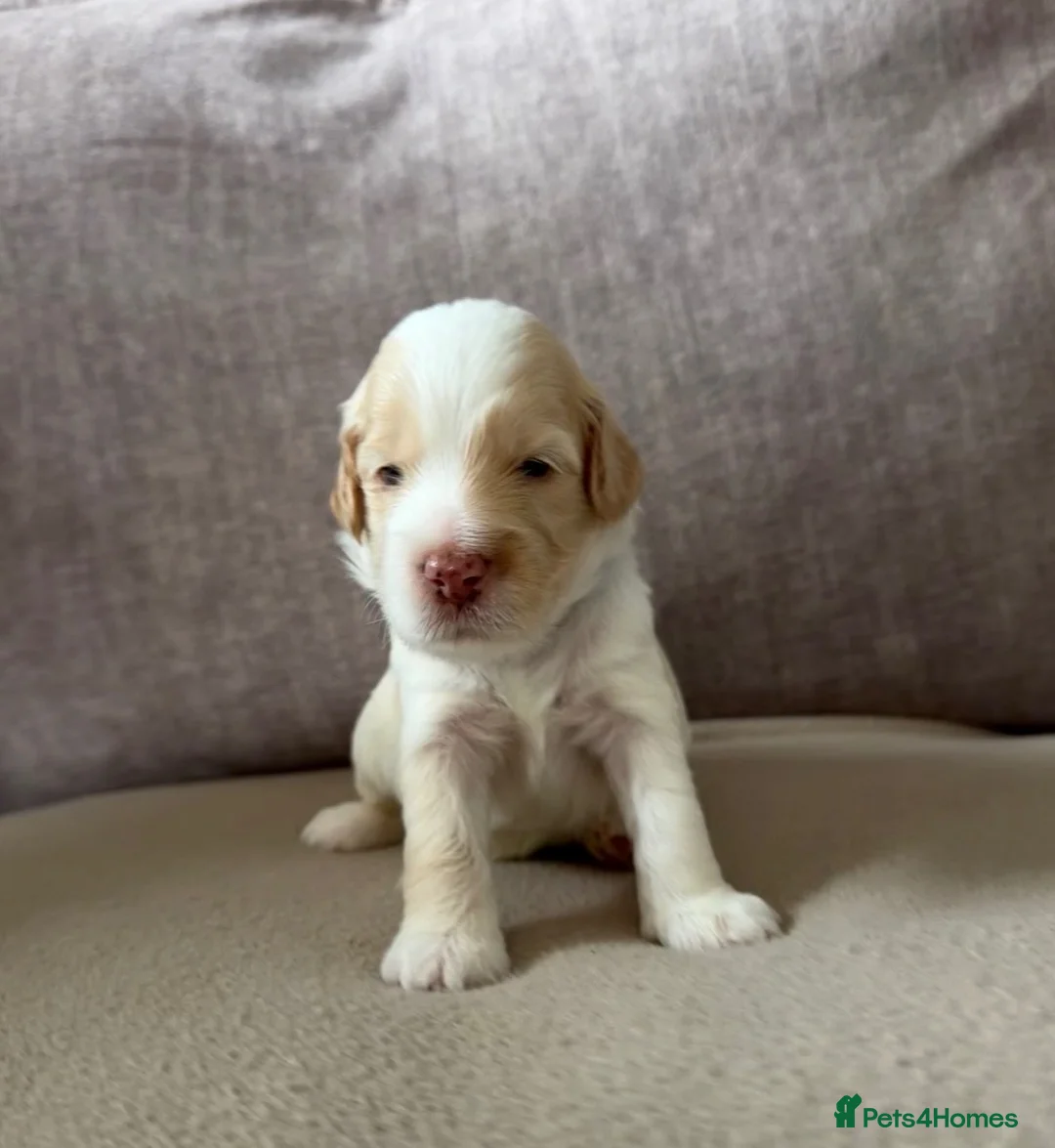 Cockapoo dogs for sale:  cockapoo litter f2 in Scunthorpe - Advert 2