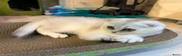 Scottish Fold cats for sale: Adorable Scottish Fold Kitten - Advert 9