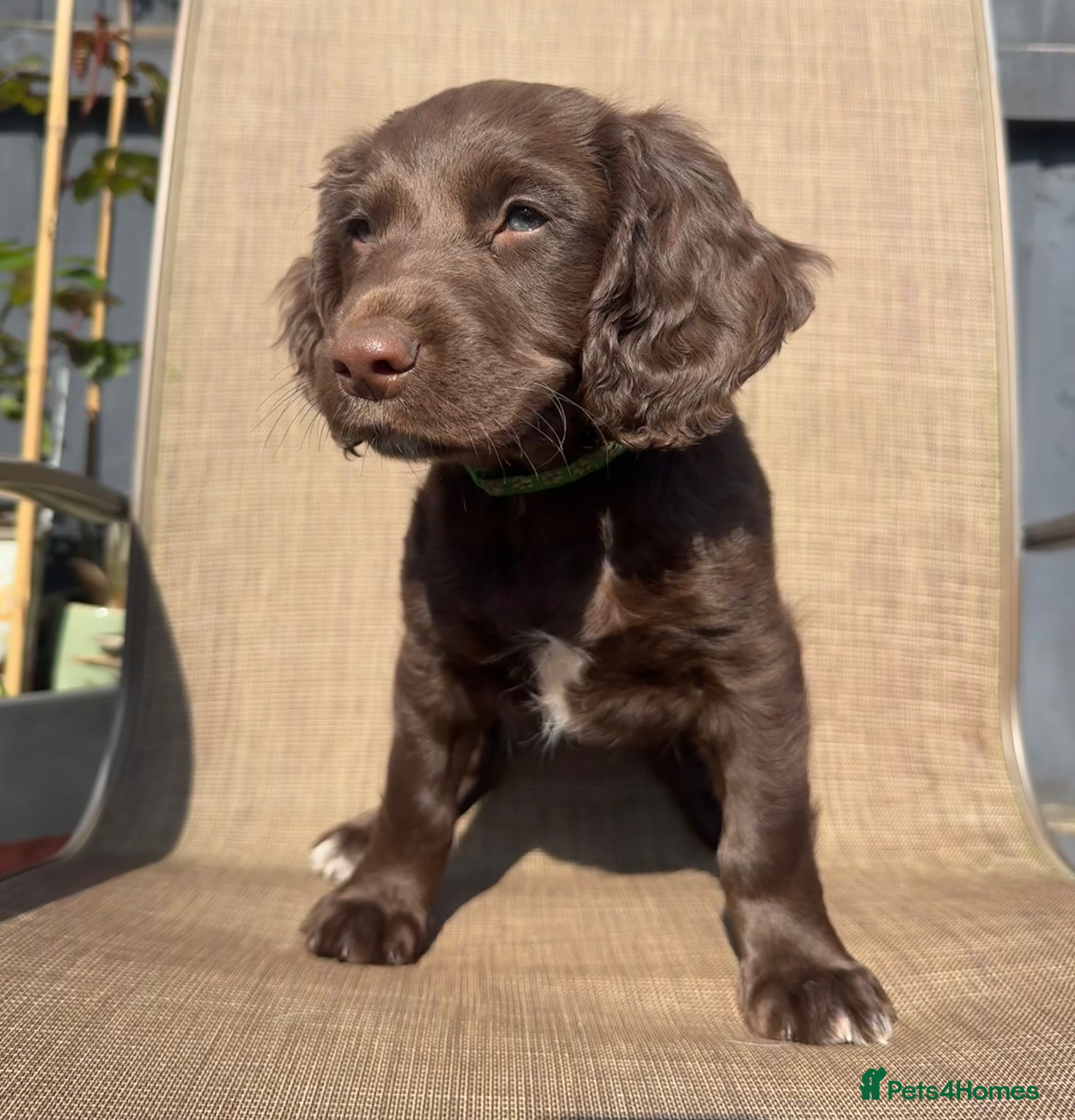 Sprocker dogs Stunning sprocker spaniels - Advert 1