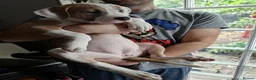 American Bulldog dogs for sale: Exceptional American Bulldog Puppies - Advert 4