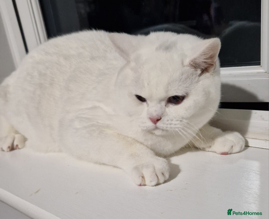 British Shorthair cats for sale: Stunning Pure White GCCF reg British Shorthair - Advert 1