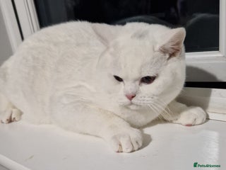 British Shorthair cats Stunning Pure White GCCF reg British Shorthair - Advert 3