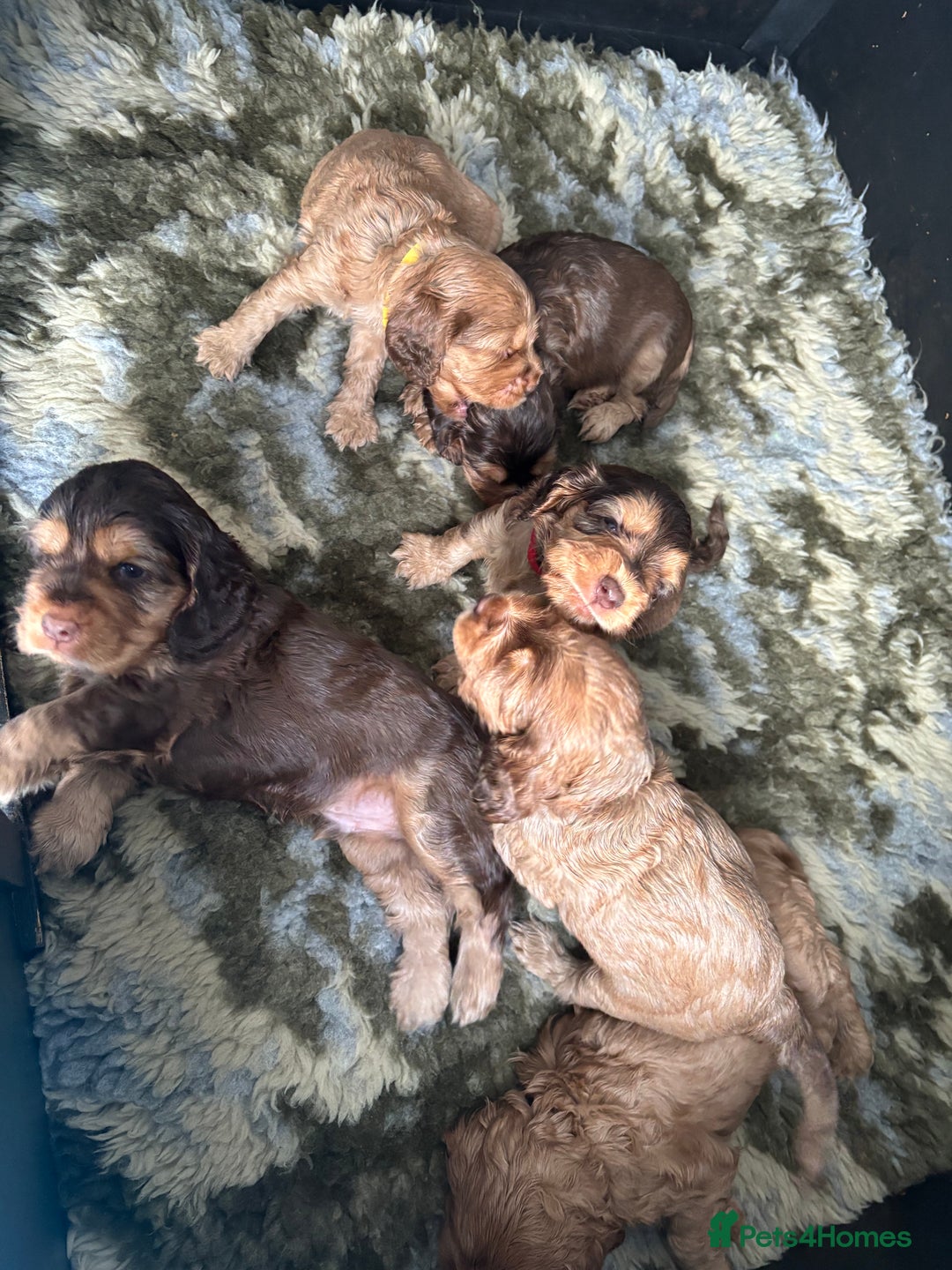 Cocker Spaniel dogs for sale: ✨ Show Cocker Spaniel pups ✨ - Image 25