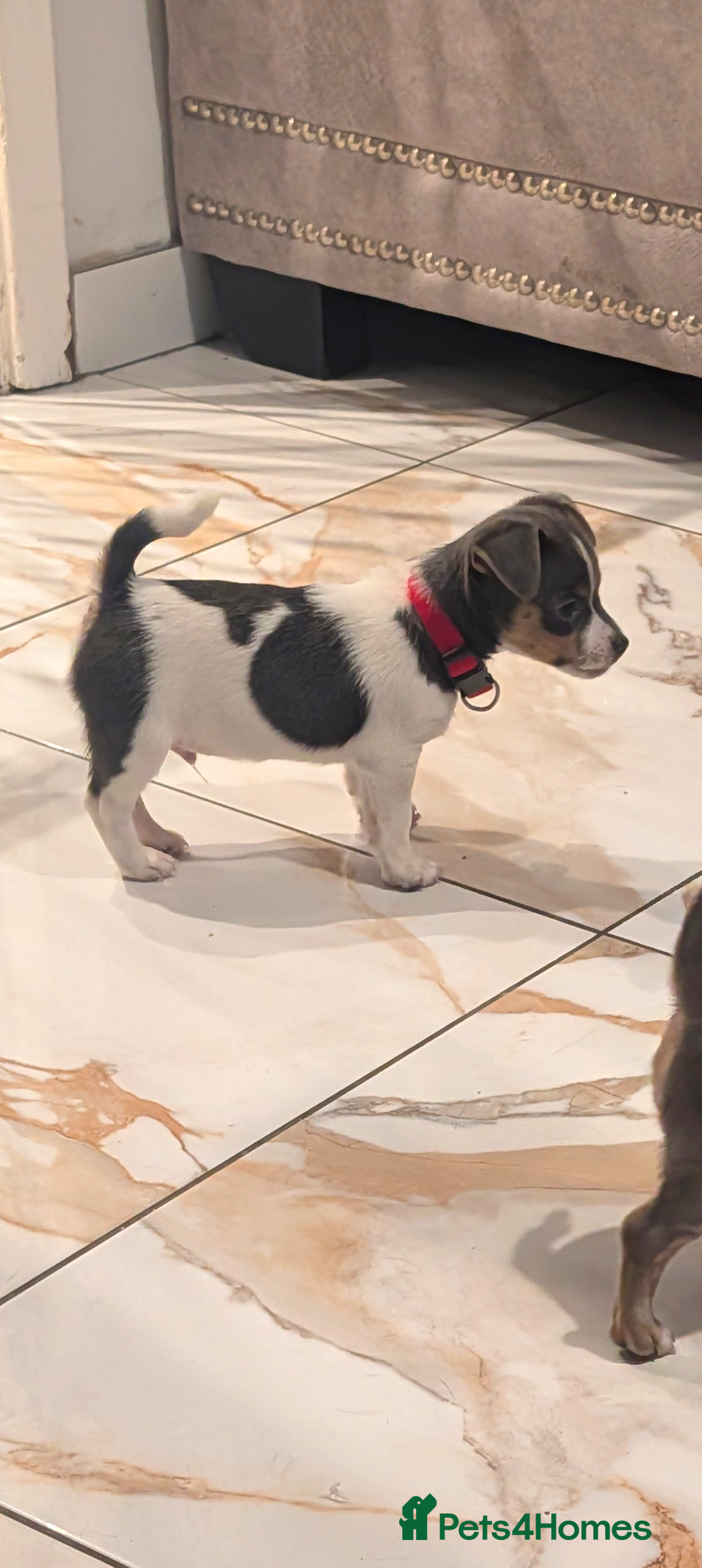 Jack Russell dogs Quality Miniature Jack Russells  - Advert 14