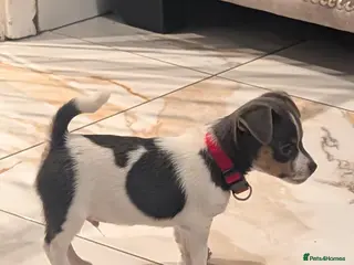 Jack Russell dogs Quality Miniature Jack Russells - Advert 14