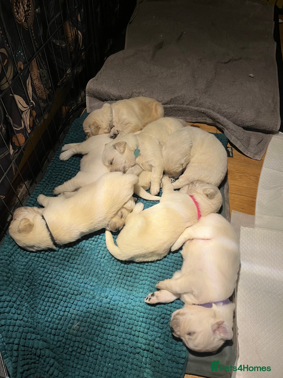 Golden Retriever dogs for sale: Golden retriever pups - Advert 8