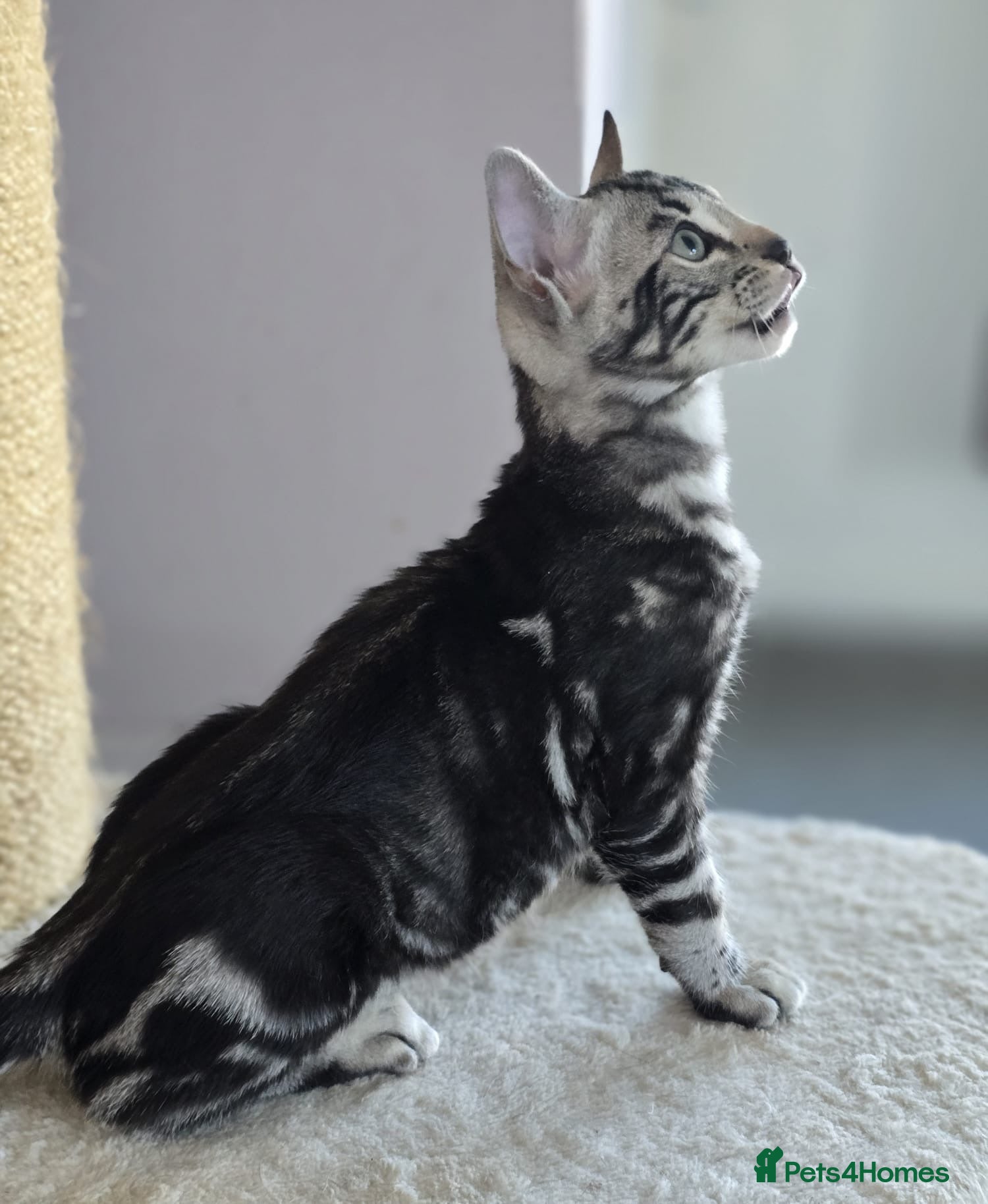 Bengal cats Exceptional bengal babies 🐆💎❤️ - Advert 1