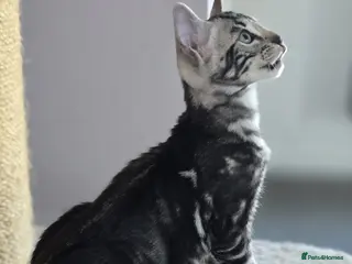 Bengal cats Exceptional bengal babies 🐆💎❤️ - Advert 1