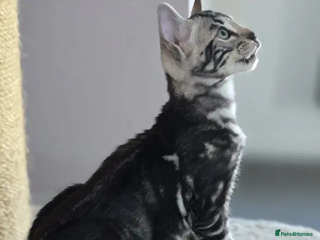 Bengal cats Exceptional bengal babies 🐆💎❤️ - Advert 1