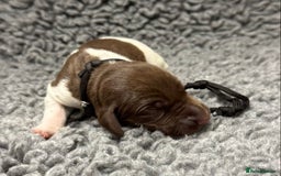 German Shorthaired Pointer dogs for sale: German Short Haired Pups - Serbian Blood Lines - Image 6