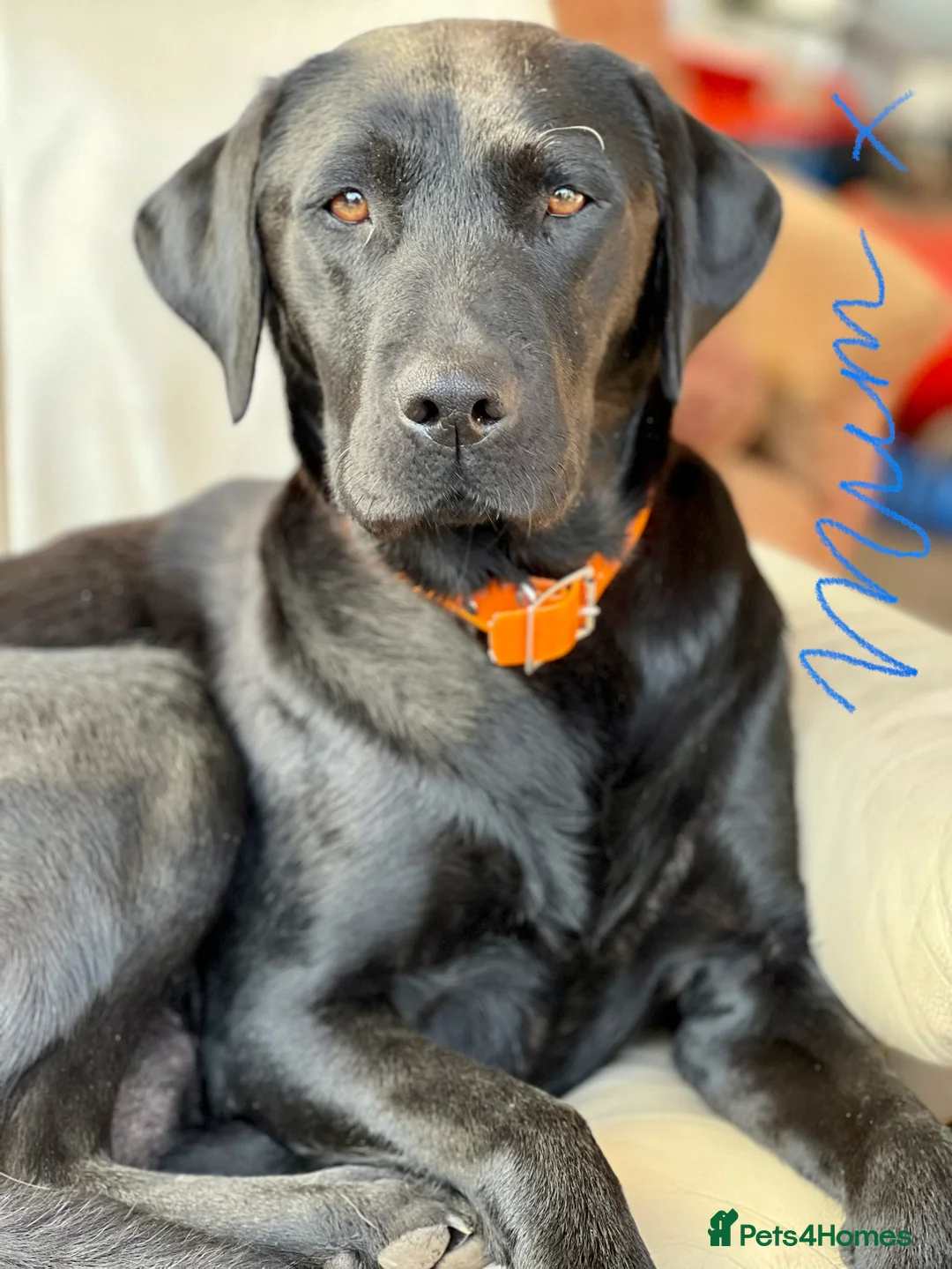 Labrador Retriever dogs for sale: KC Labrador Pups Chunky Traditional  Working - Advert 25