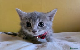 Mixed Breed cats for sale: Gorgeous 2 Girls and 3 boys For sale - Image 11