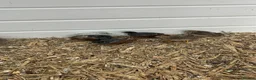 Quail poultry for sale: Button quails - Advert 7
