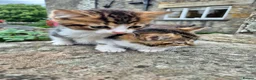 Mixed Breed cats for sale: Beautiful Tabby Kittens Available  - Advert 1