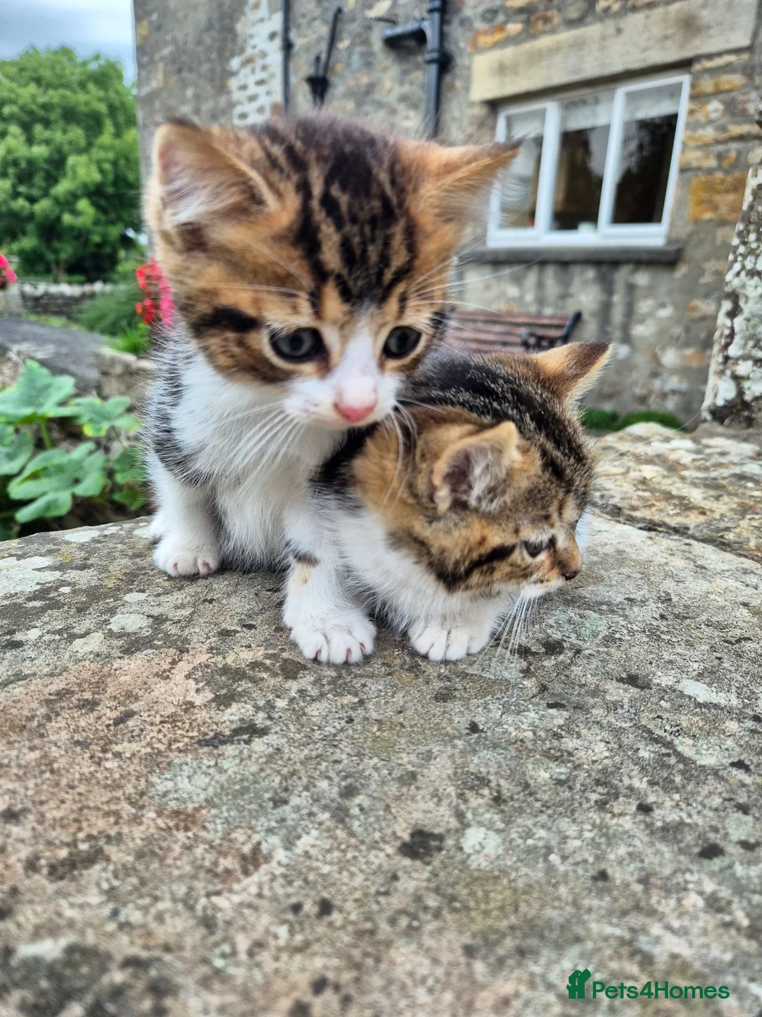 Mixed Breed cats for sale: Beautiful Tabby Kittens Available  - Advert 1