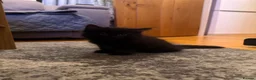 Mixed Breed cats for sale: 2 gorgeous long hair kittens ready for collection  - Advert 20