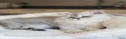 Persian cats for sale: Persian chinchilla/BSH kittens ready to leave ❤️ - Advert 5