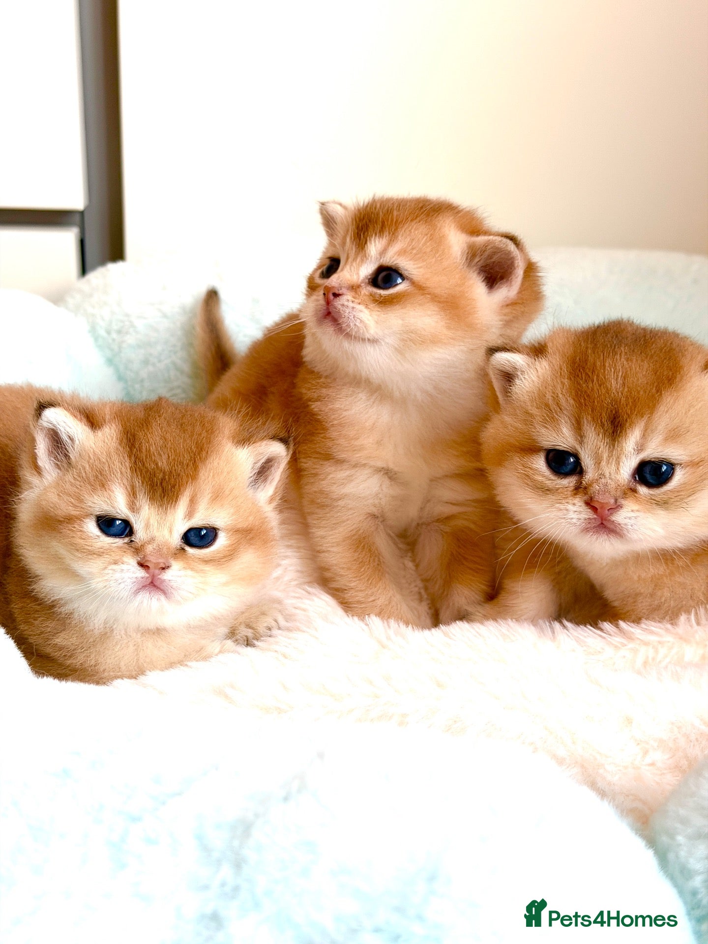 British Shorthair cats BSH golden kittens show quality TICA reg - Advert 6