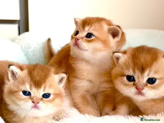 British Shorthair cats BSH golden kittens show quality TICA reg - Advert 6