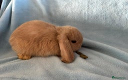 Mini Lop rabbits for sale: Pure Breed Mini Lop baby bunnies ready 1st Aug - Image 4